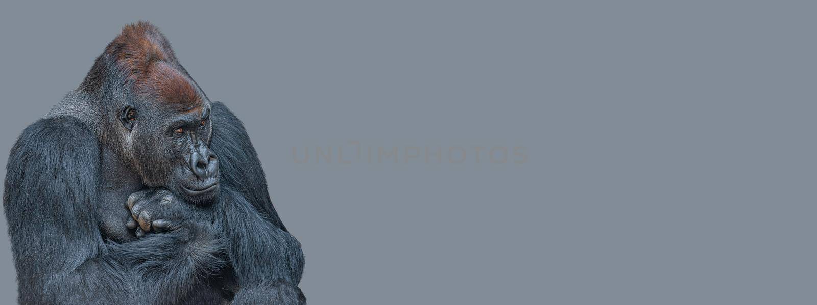 Banner with a very powerful but calm alpha male African gorilla, thinking at something, sad or depressed at grey solid background with copy space