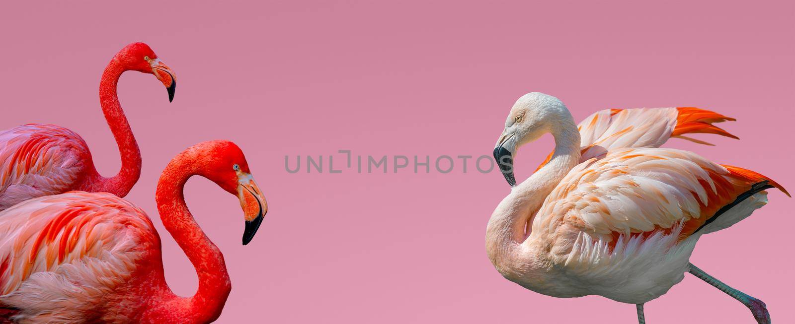 Banner with beautiful red and rosy flamingos isolated at gradient pink background with copy space for text, closeup, details. Love, care, dating and glamour concept. by neurobite
