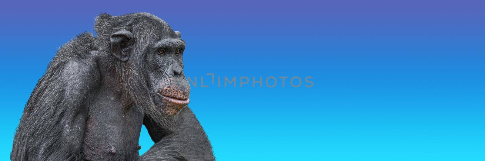 Banner with portrait of serious thinking chimpanzee at blue sky background with copy space for text. Concept animal diversity and wildlife conservation