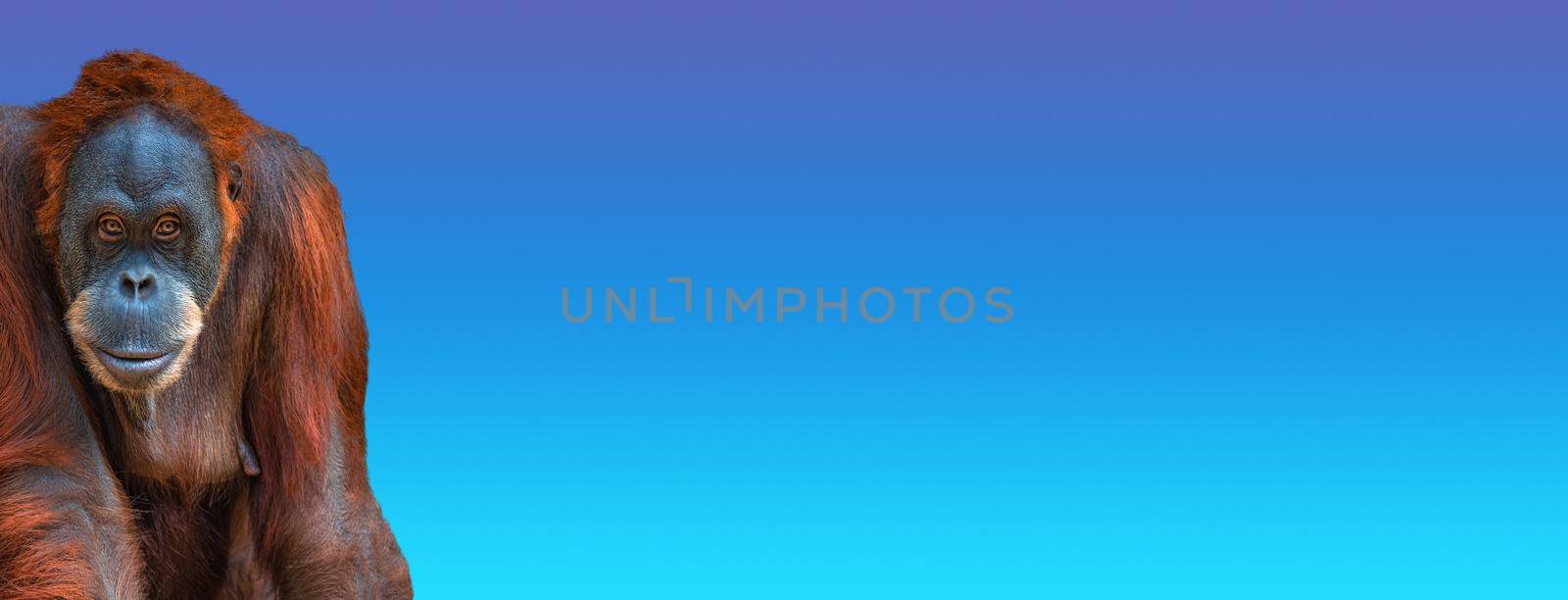 Banner with portrait of funny colorful Asian orangutan at blue sky background with copy space for text. Concept animal diversity and wildlife conservation
