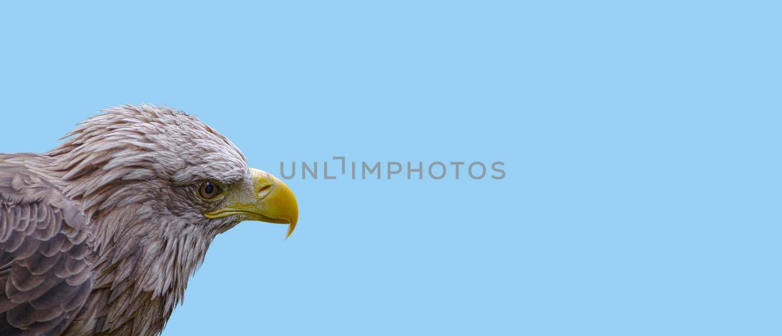 Banner with a head of brown eagle bird with yellow beak at blue sky background with copy space, closeup, details