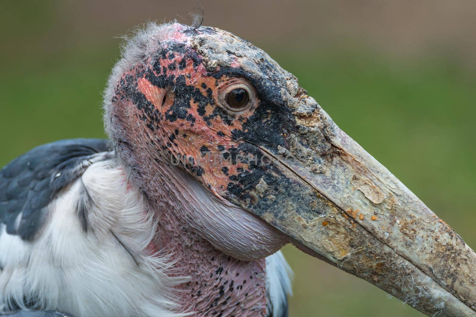 Portrait of a very old African Marabou stork bird with big beak, closeup, details