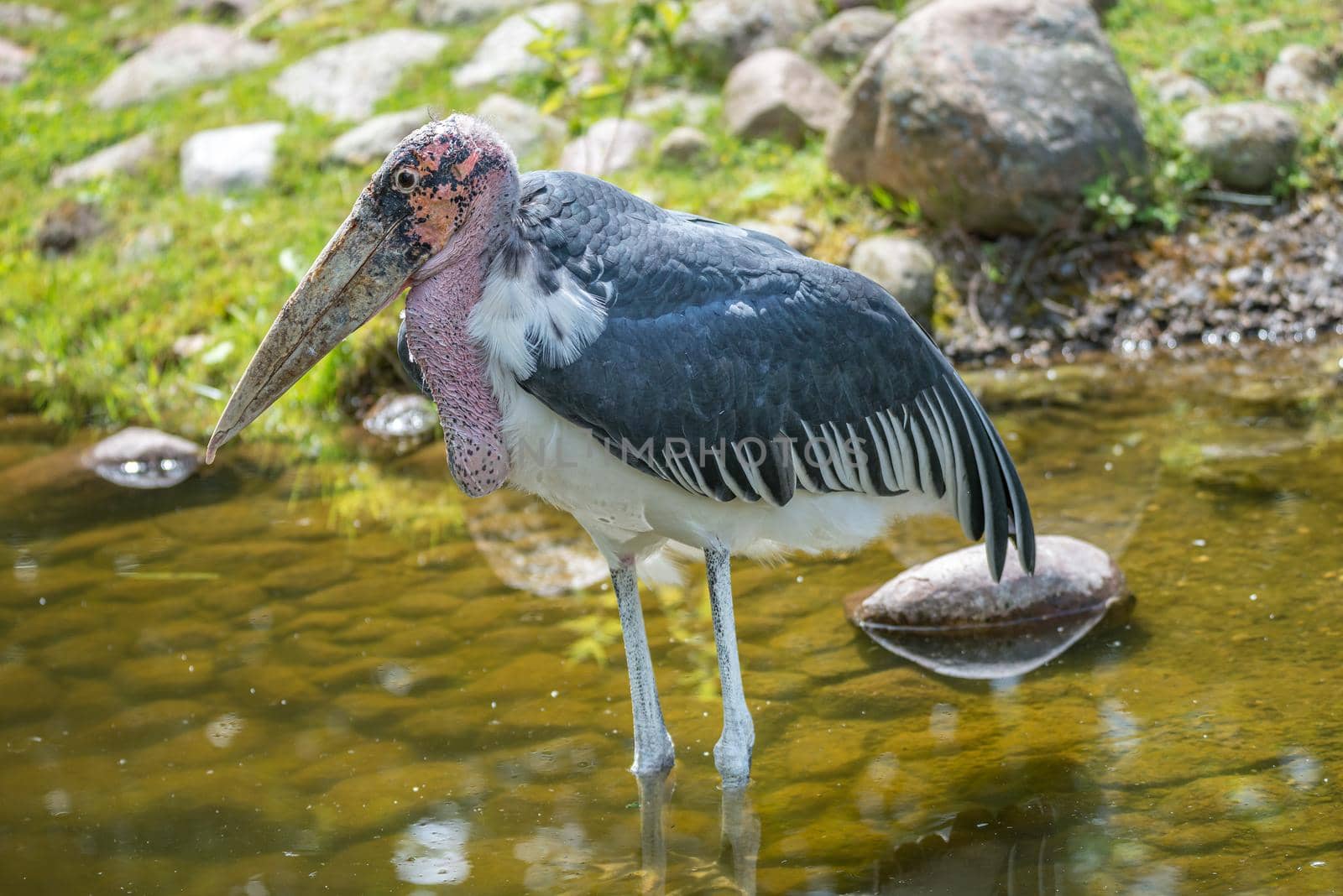 Portrait of a very old African Marabou stork bird with big beak, closeup, details