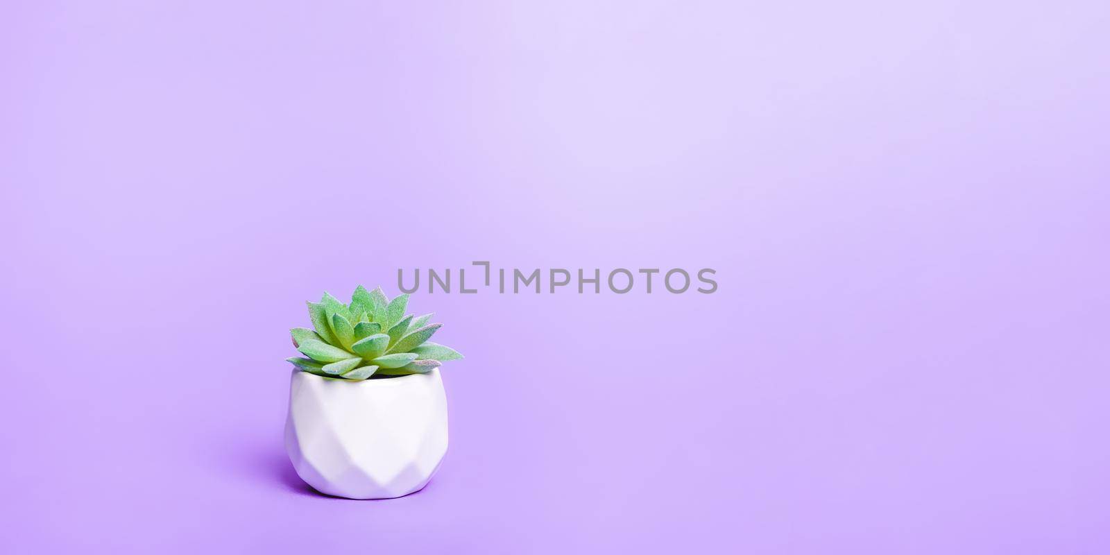 Artificial succulent house plant in pot with copy space