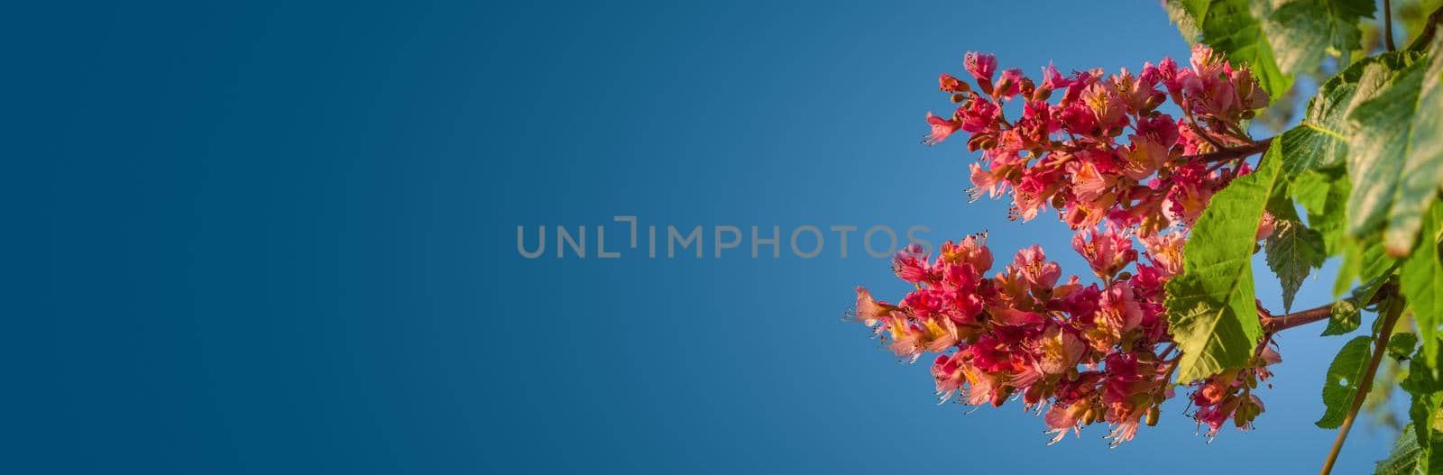 Banner with rare reddish flowers of chestnut tree at amazing blossom in Spring with gradient blue sky background and copy space. Concept Spring, renewal and happiness. by neurobite