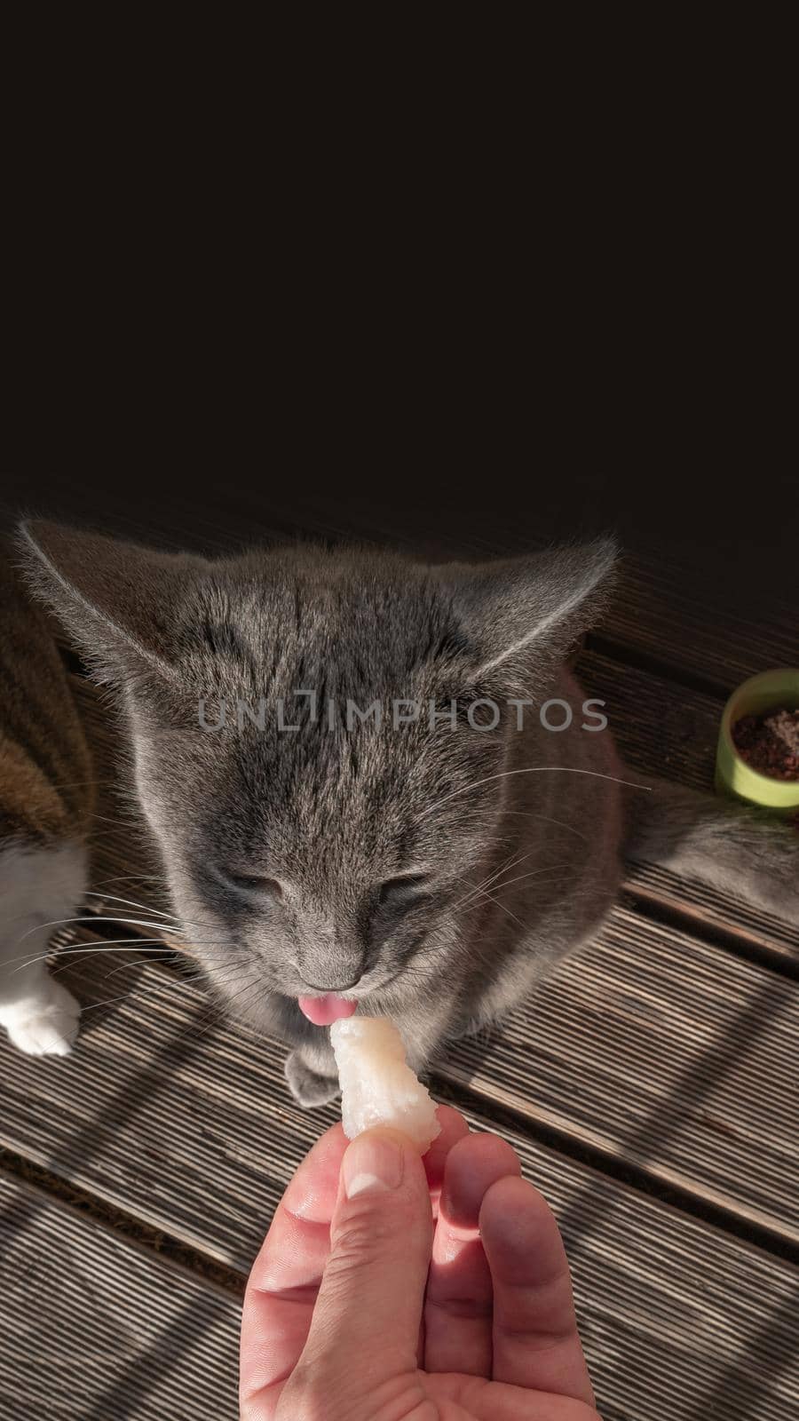 Portrait of Russian Blue small female domestic cat eating a fresh piece of fish like crazy, closeup, details, with black copy space background