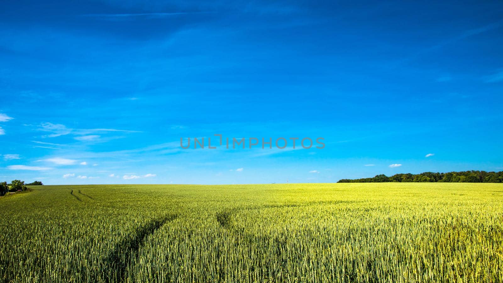 Panoramic view over beautiful farm landscape of wheat crops in late Spring with deep blue sky at sunny day with light and shadow interplay