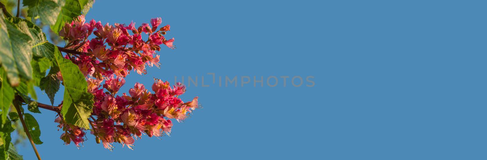 Banner with rare reddish flowers of chestnut tree at amazing blossom in Spring with blue sky background and copy space. Concept Spring, renewal and happiness. by neurobite