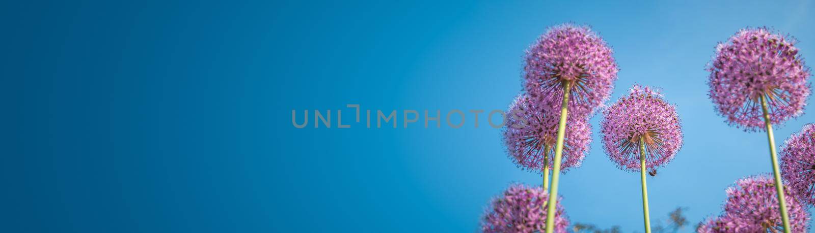 Banner with purple round flowers of giant onion in a garden shot from beneath to view blue sky, with copy space. Concept Spring, renewal and happiness. by neurobite