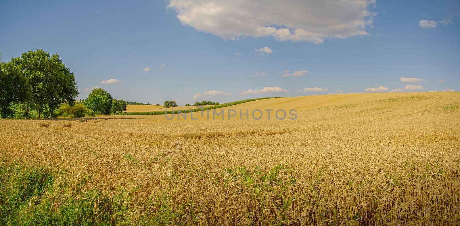 Panoramic view over beautiful countryside landscape with golden wheat crop field and blue sky with clouds. by neurobite