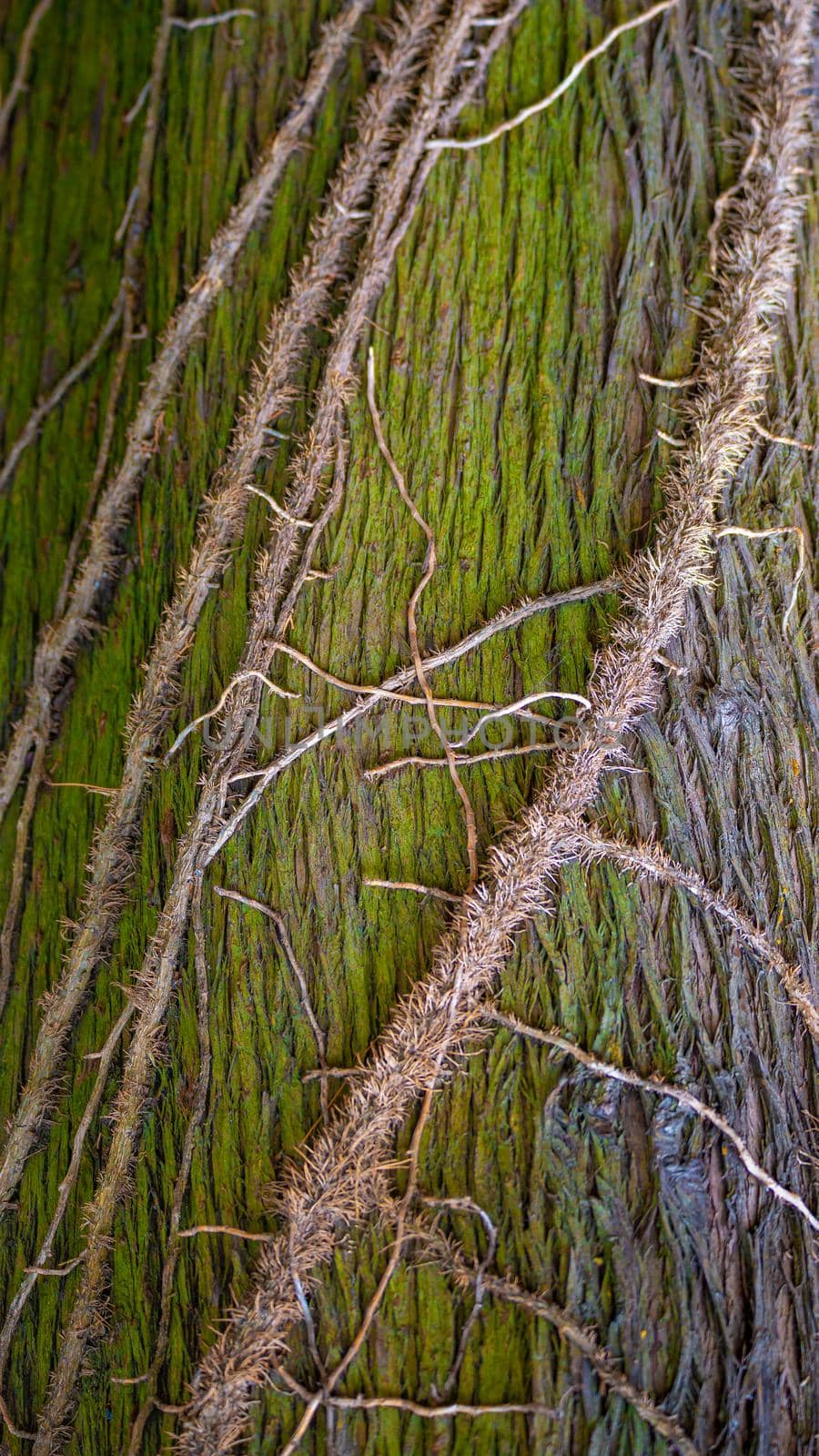 Colorful green ancient forest tree trunk bark covered with lichen and epiphyte parasitic plants like leans, closeup, details. by neurobite