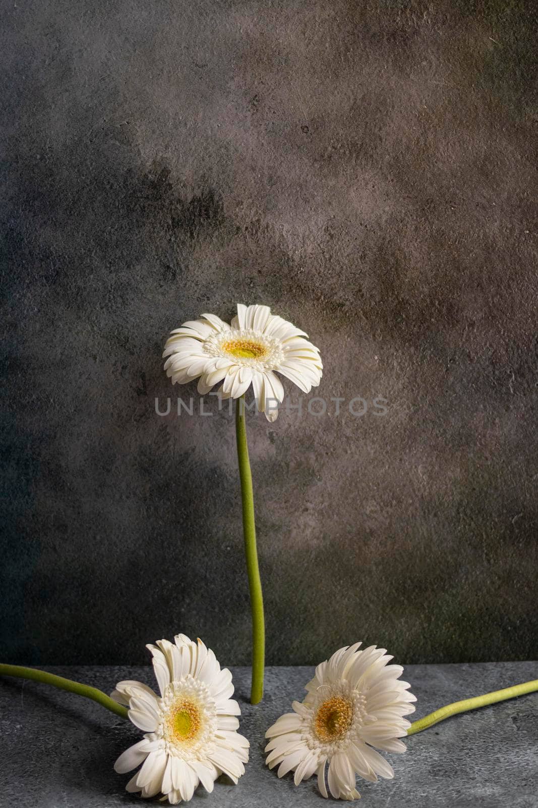 White gerbera flower on dark gray marbled background