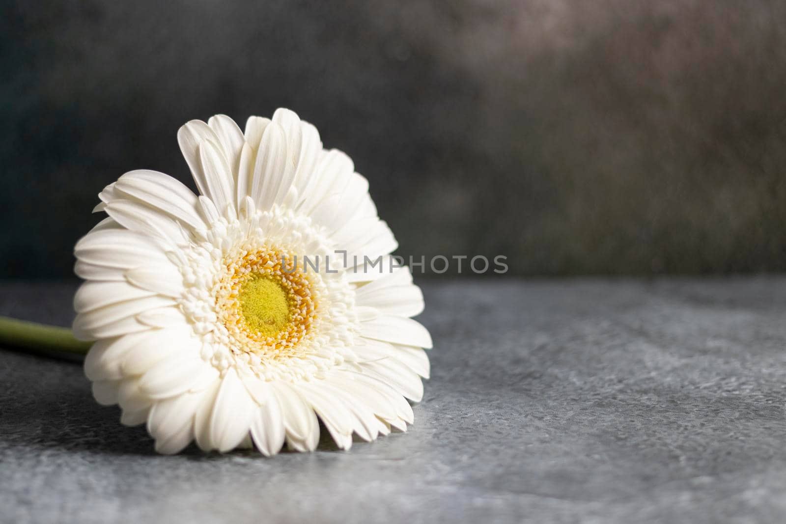 White gerbera flower on dark gray marbled background by eagg13