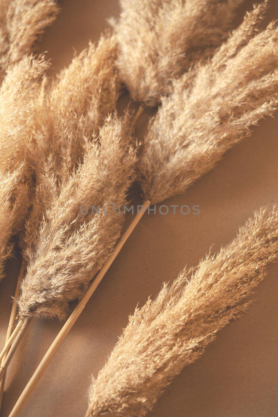 Decorative Branches Of Pampas Grass Set On The Floor by mpessaris
