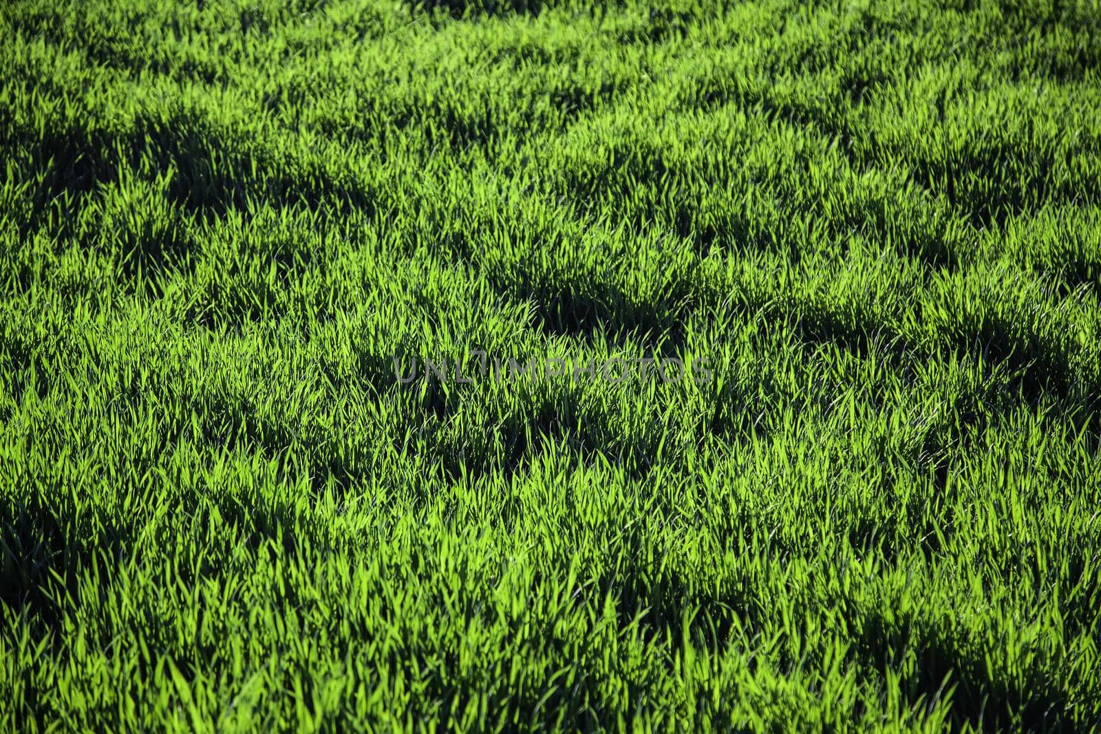 Field of fresh green grass by esebene