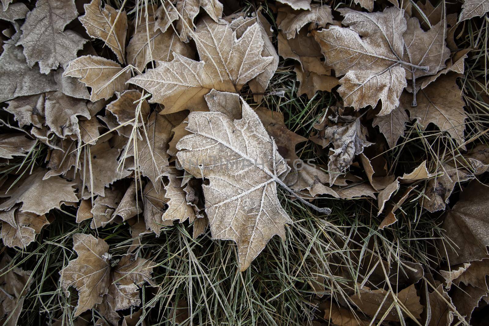 Frozen leaves in winter by esebene