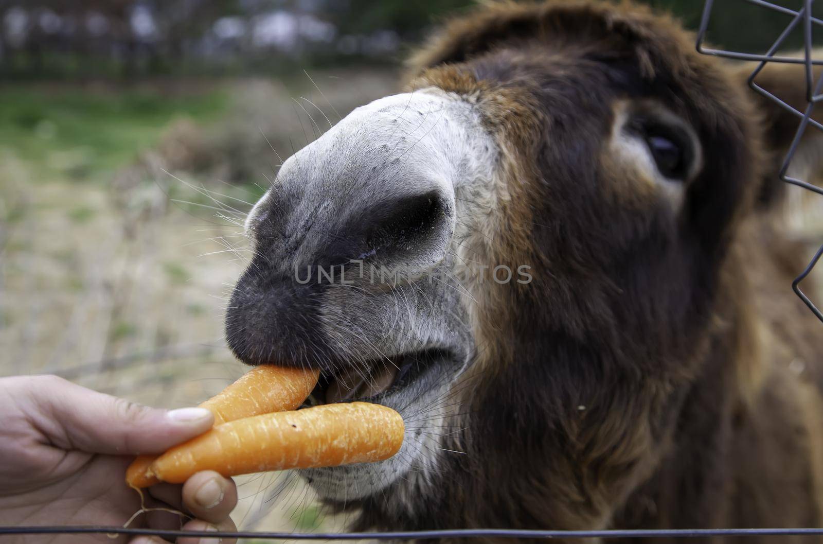 Detail of feeding a donkey on a rural farm by esebene