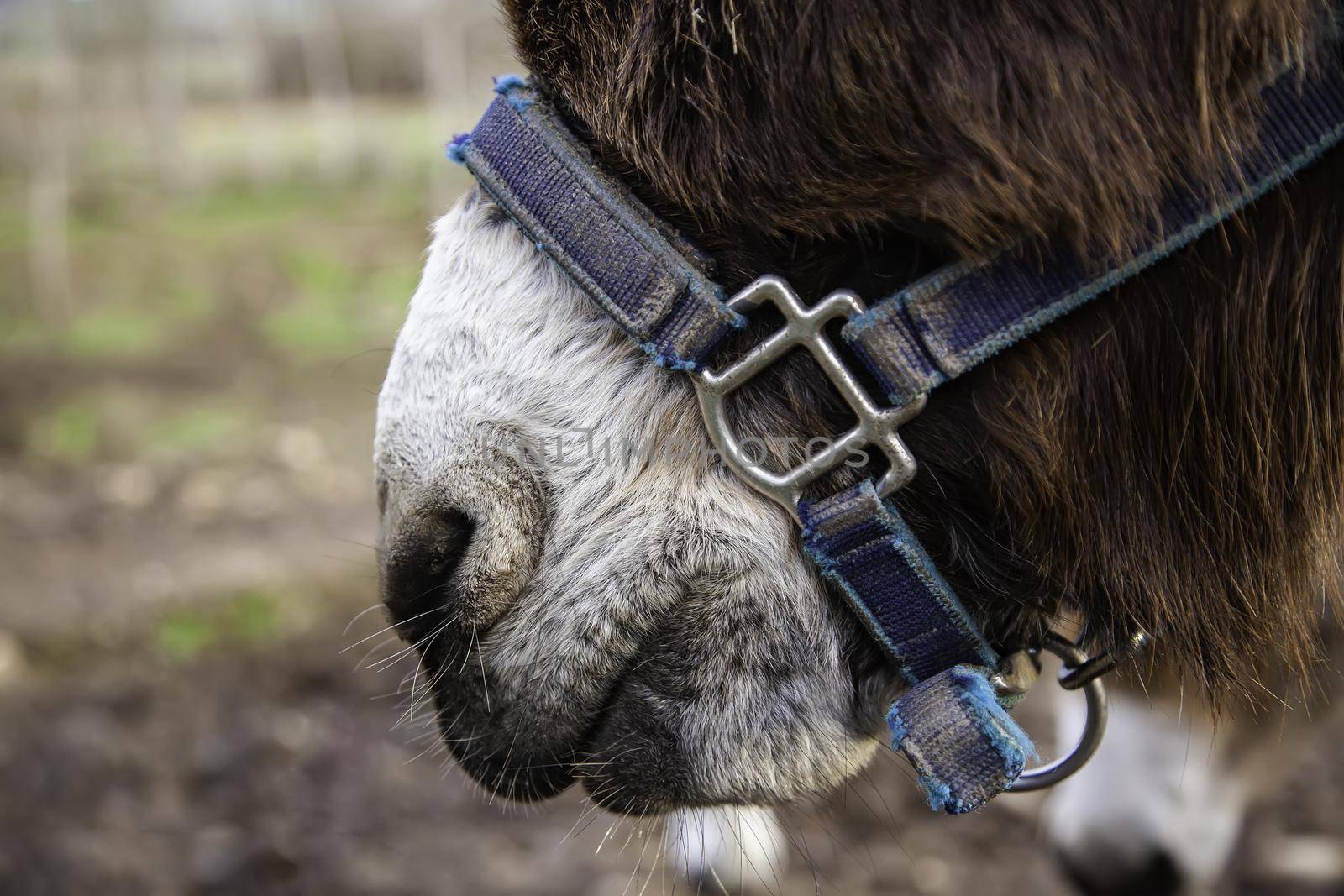 Donkey head on a farm by esebene