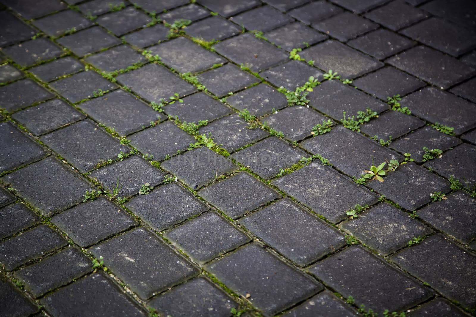 Old cobblestones with moss by esebene