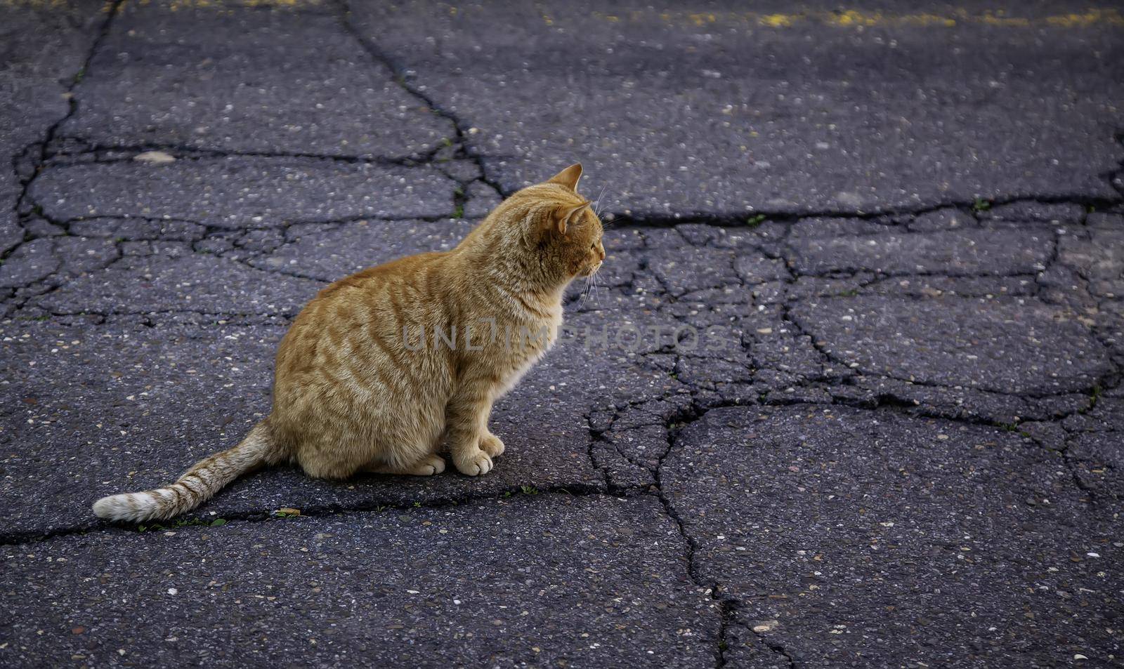 Feline mammal animal abandoned on a street in Spain by esebene