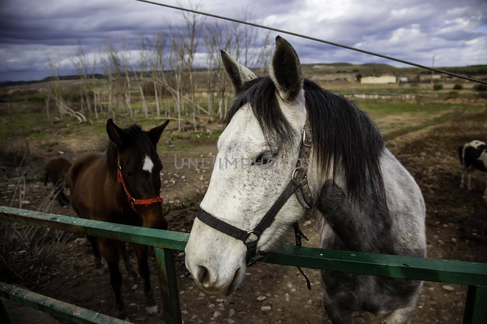 White horse in stable, wild mammal animals