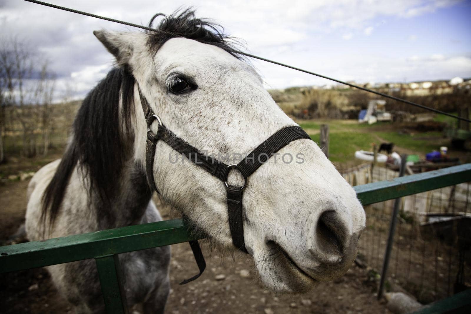 Horse in stable by esebene