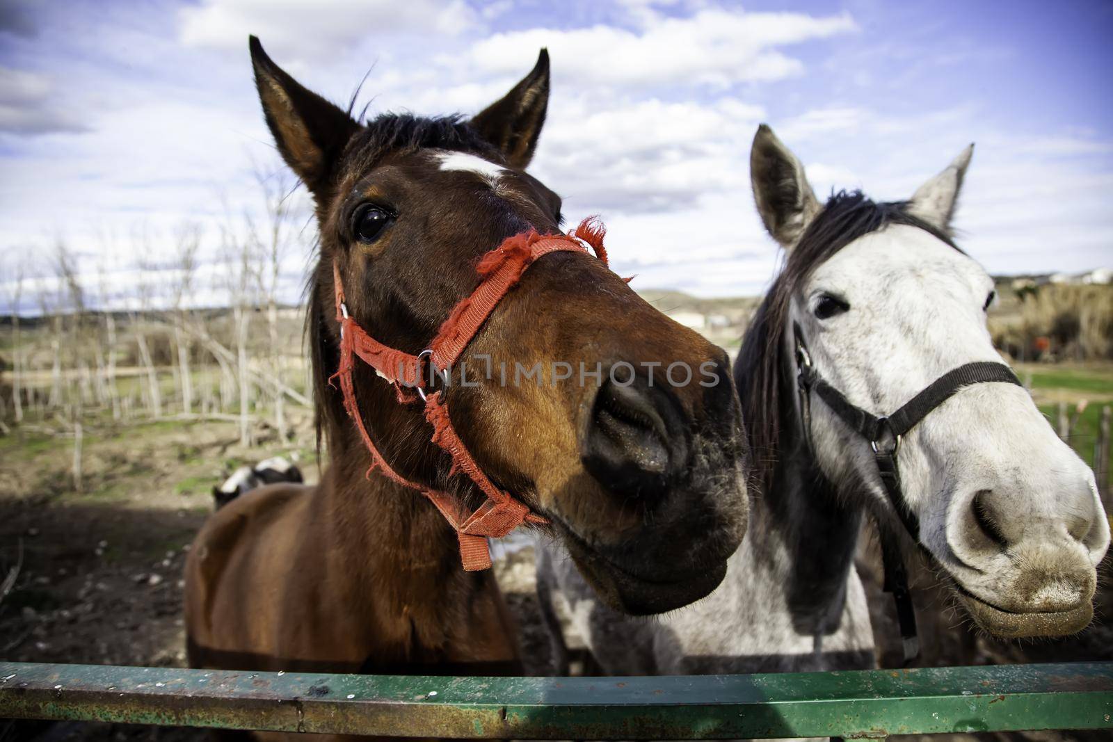 White horse in stable, wild mammal animals