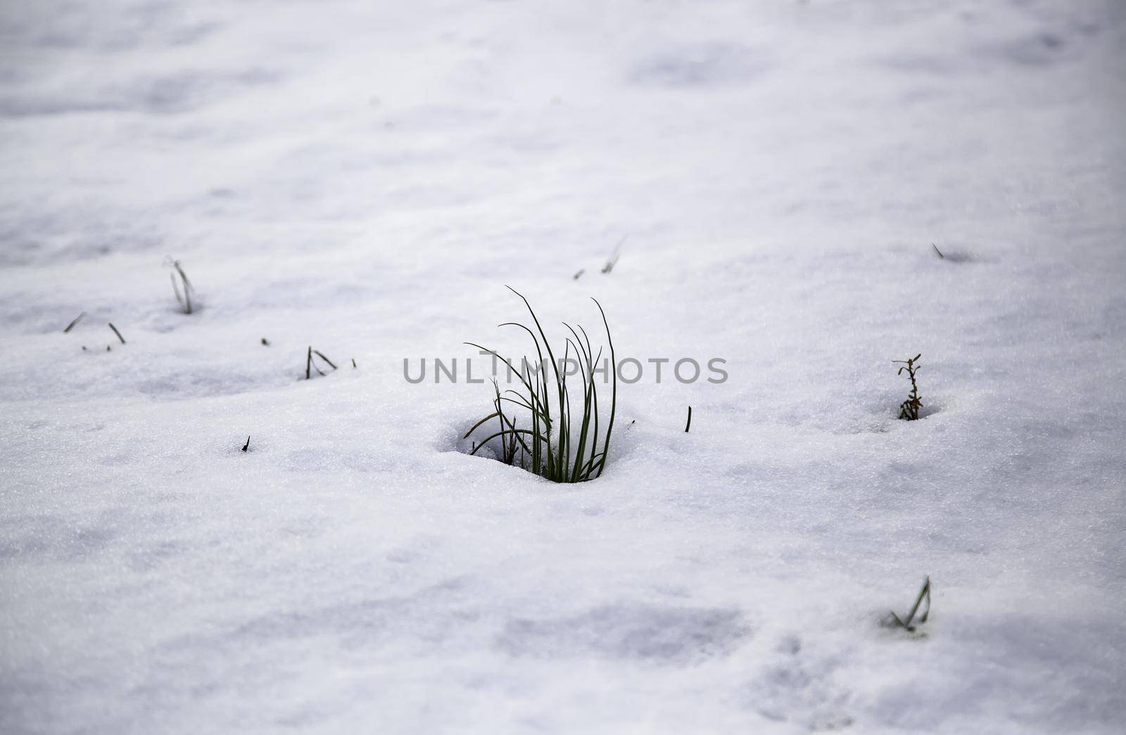 Detail of green field covered by snow, winter and cold by esebene