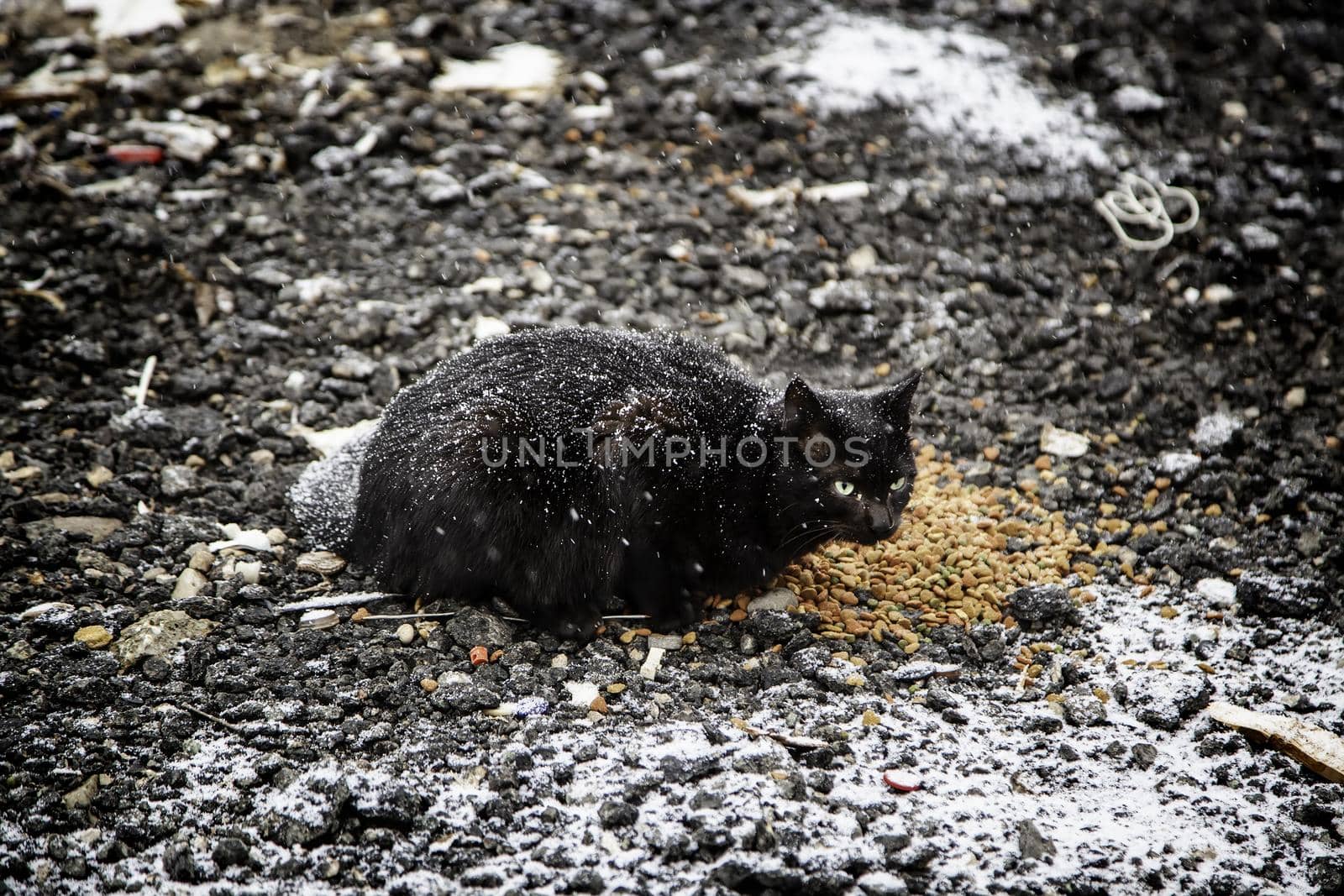 Detail of abandoned cat in the street on a winter day