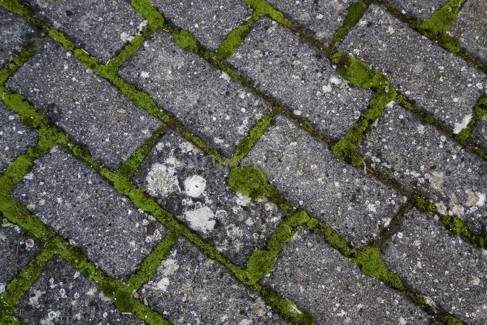 Pedestrian path detail with moisture and moss