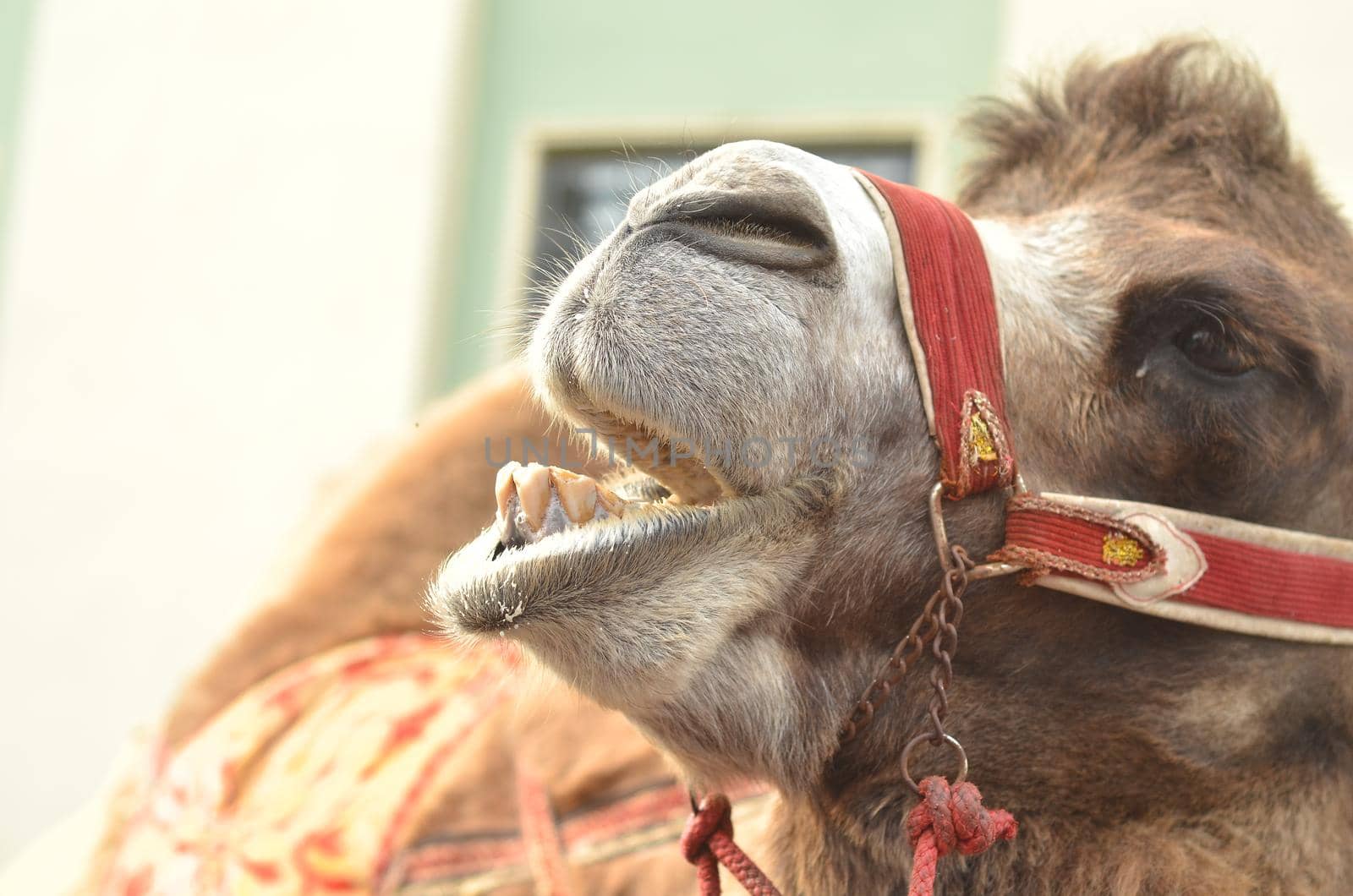 Camel screams with pleasure.Emotional portret of camel.