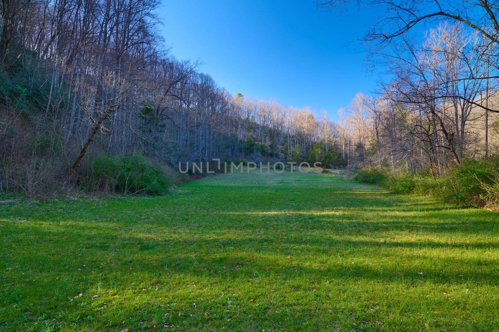Open Field in Pisgah National Forest North Carolina. by patrickstock
