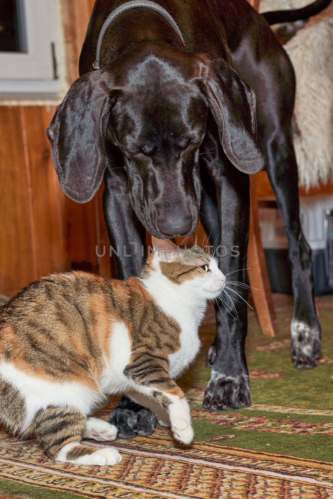 A big black dog sniffs a frightened cat. Vertical shot