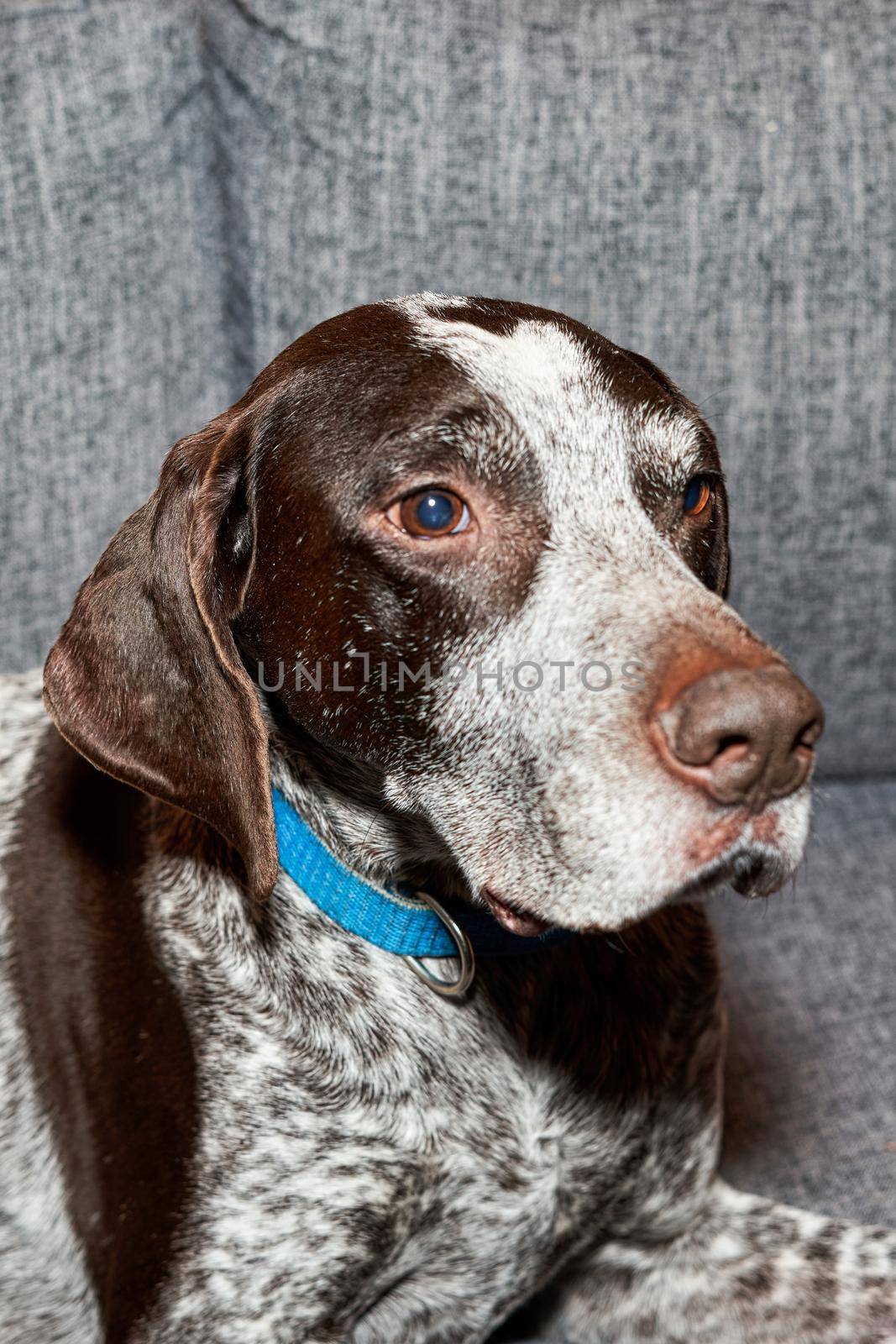 Head portrait of a hunting dog looking into the camera by vizland