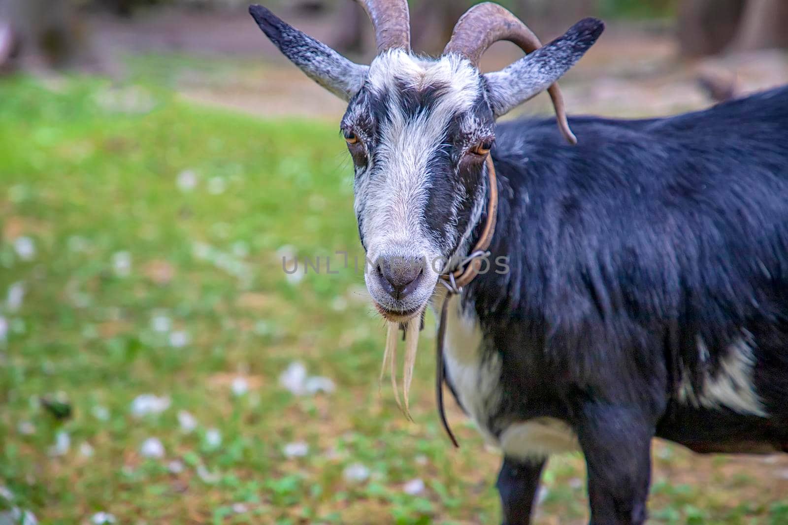 Portrait of a cute goat on a farm on the green grass. Goat on pasture by EdVal