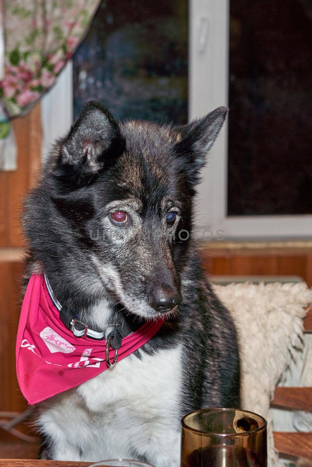 Portrait of a sled dog with multicolored eyes and a headscarf tied around neck by vizland