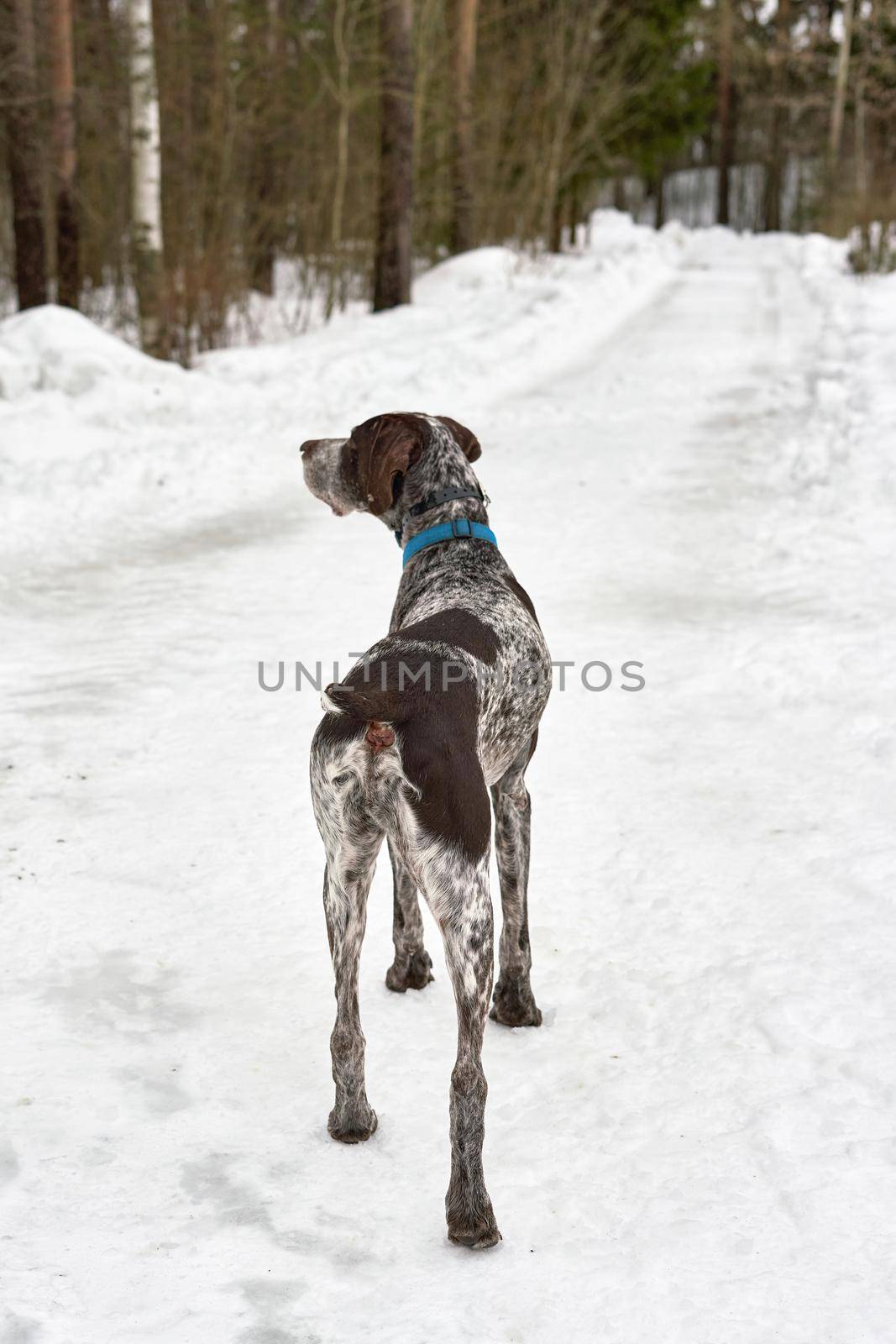 Large spotted hunting dog stands on forest road amid snow. Vertical shot