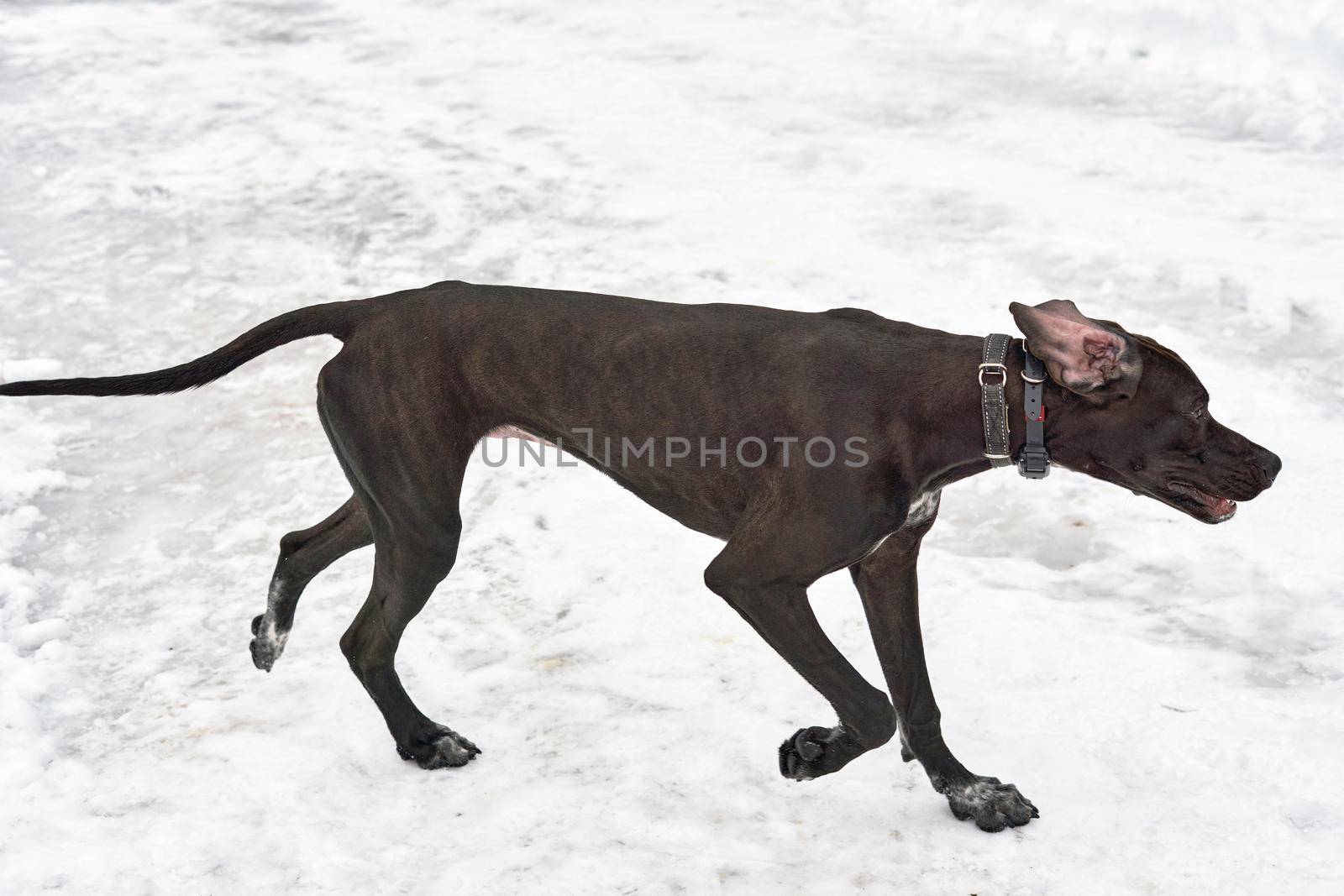 Big black hunting dog amid white snow by vizland