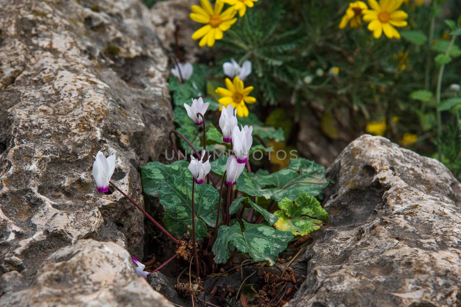 Cyclamen Flower in Israel's Winter. High quality photo