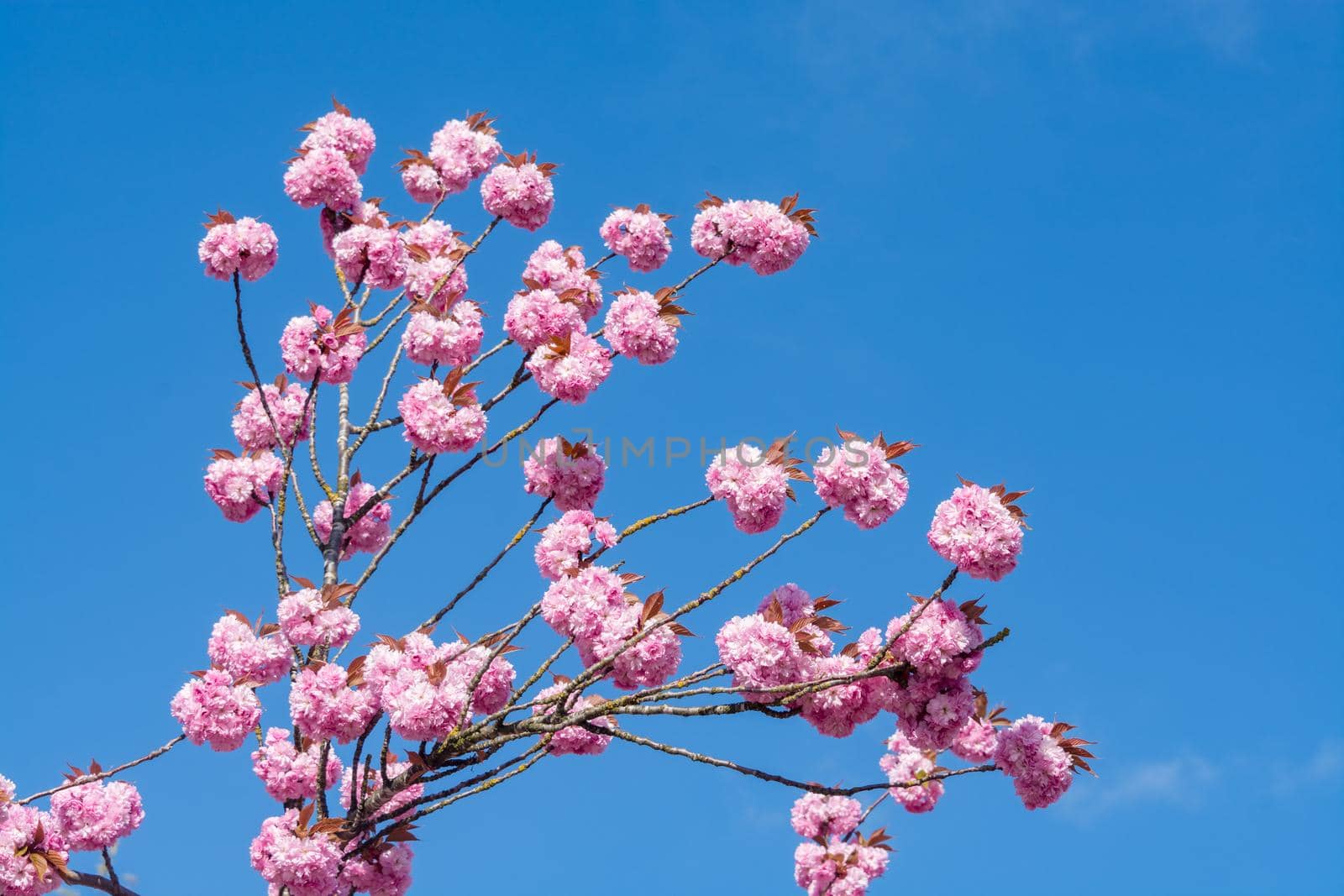Rose flowers of blossoming cherry tree on blue and white sky background