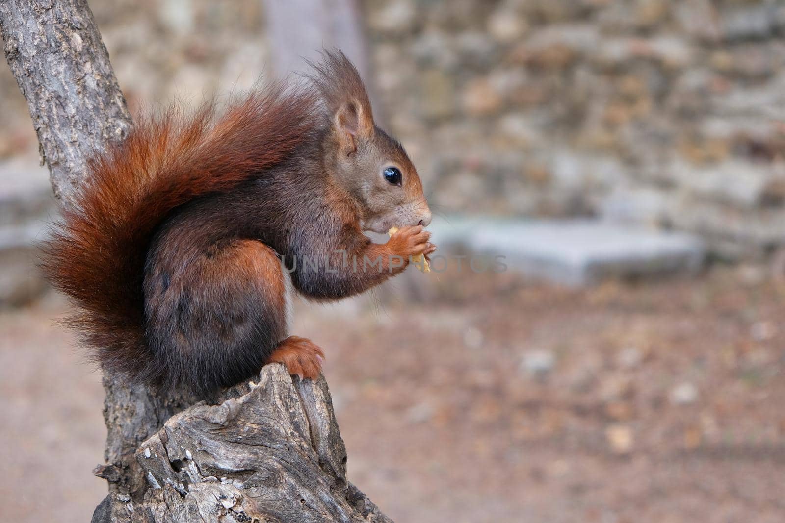Squirrel in an park in Malaga (Spain)