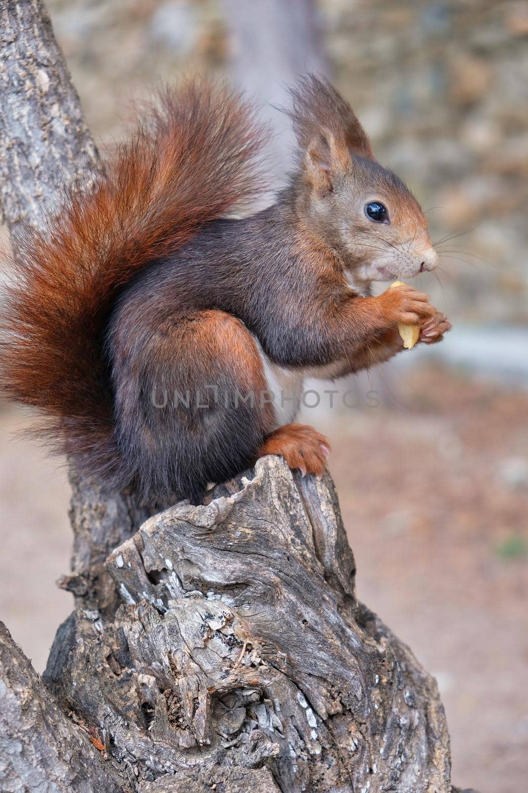 Brown squirrel in an park in Malaga (Spain)