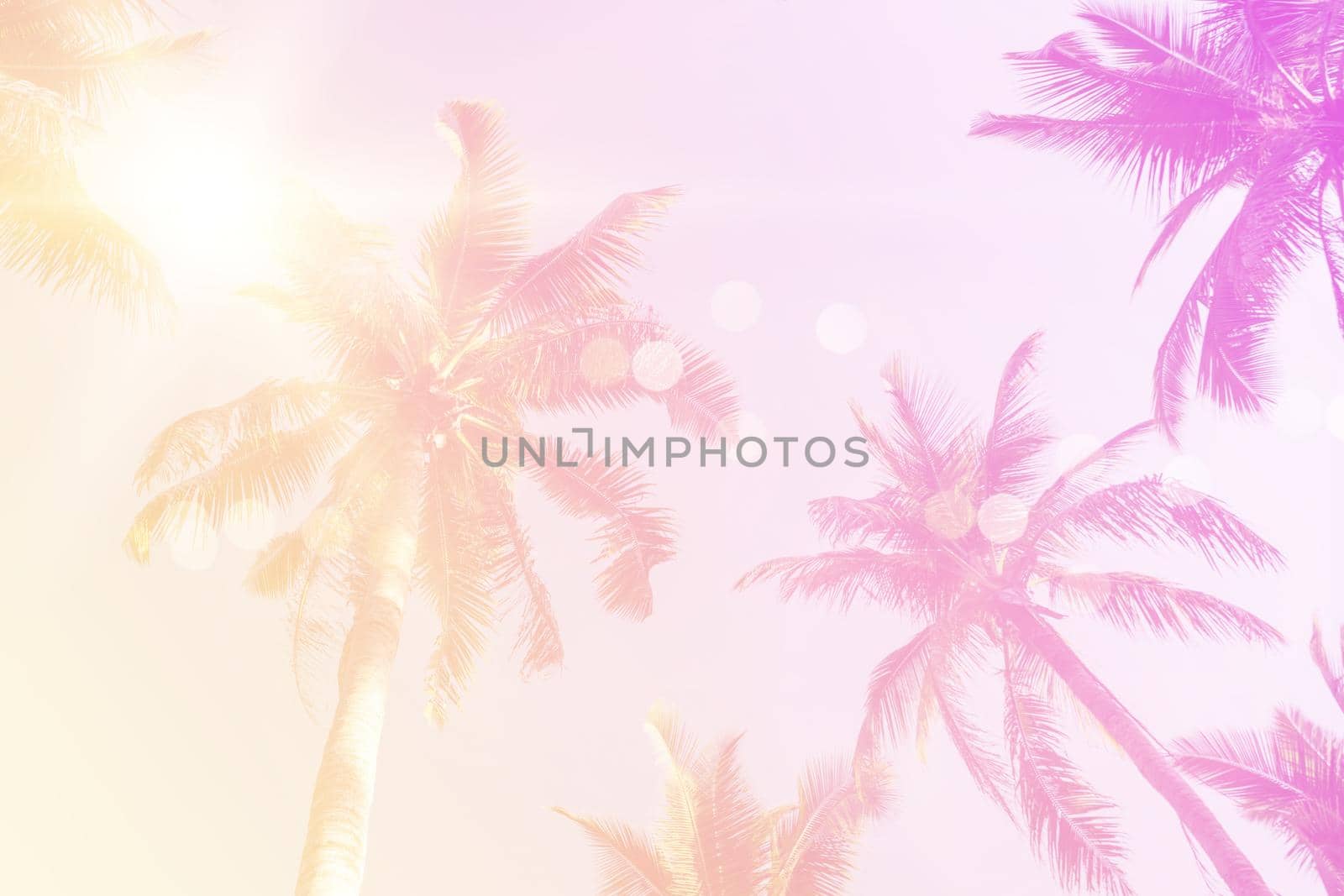 Tropical palm coconut trees on sunset sky flare and bokeh nature colorful copy space summer concept background.