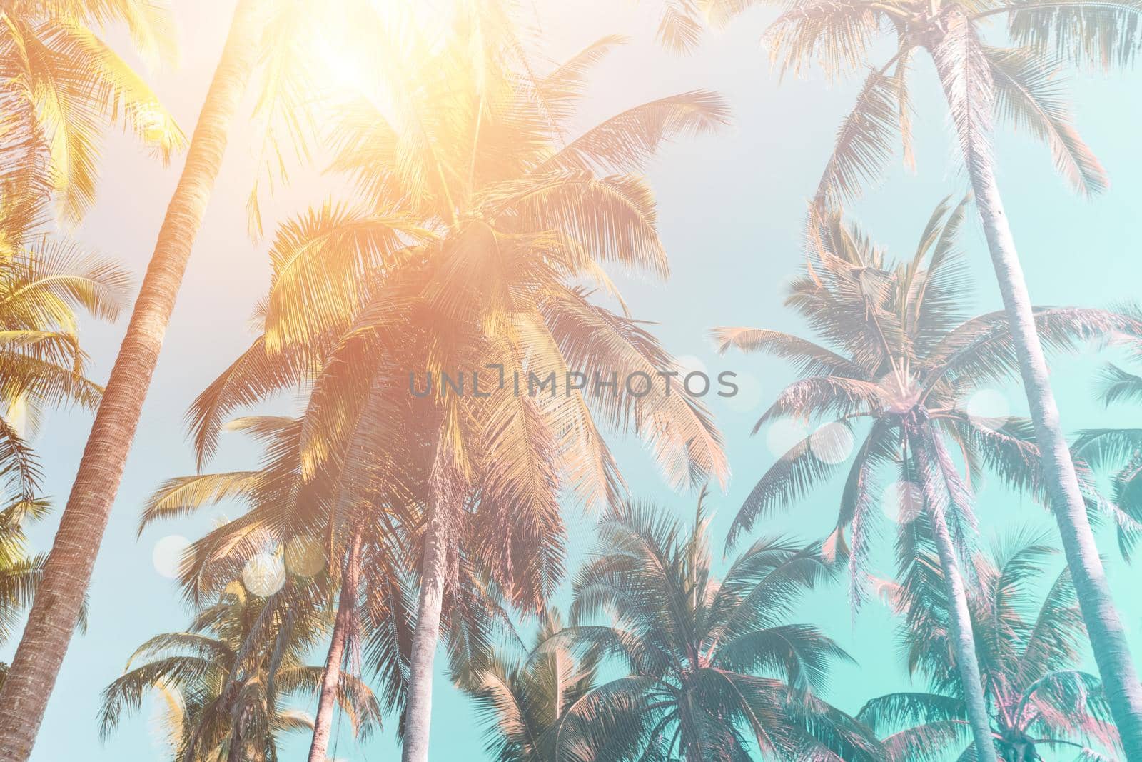 Tropical palm coconut trees on sunset sky flare and bokeh nature background. by Suwant