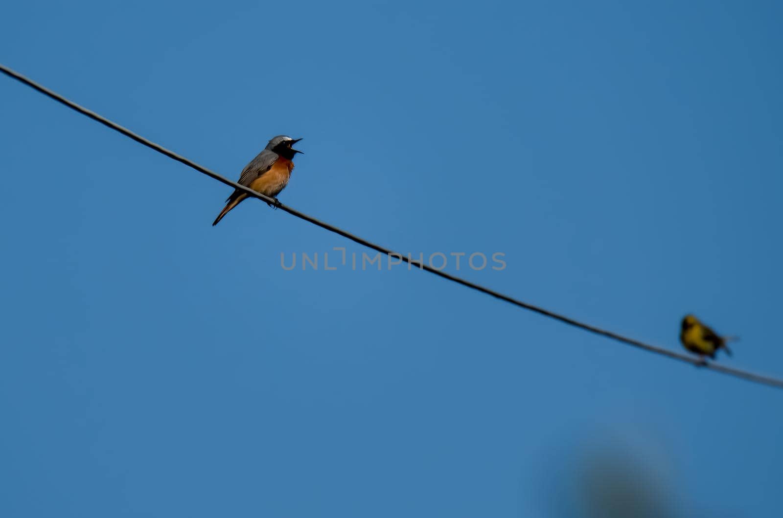 Redstart bird perched on a high voltage wire in the morning