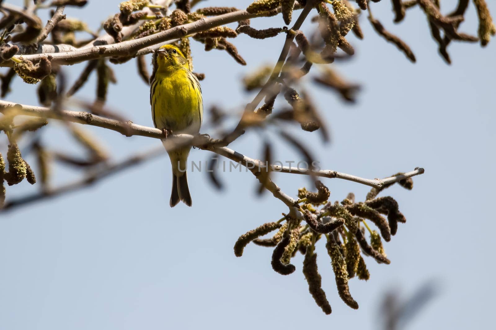 Serin bird sitting on a branch of a plant in the morning