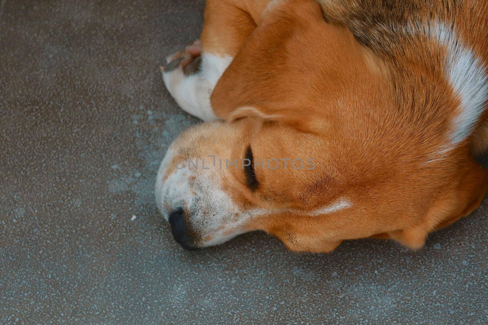 baby puppy dog is sleeping on cement floor by baworn47