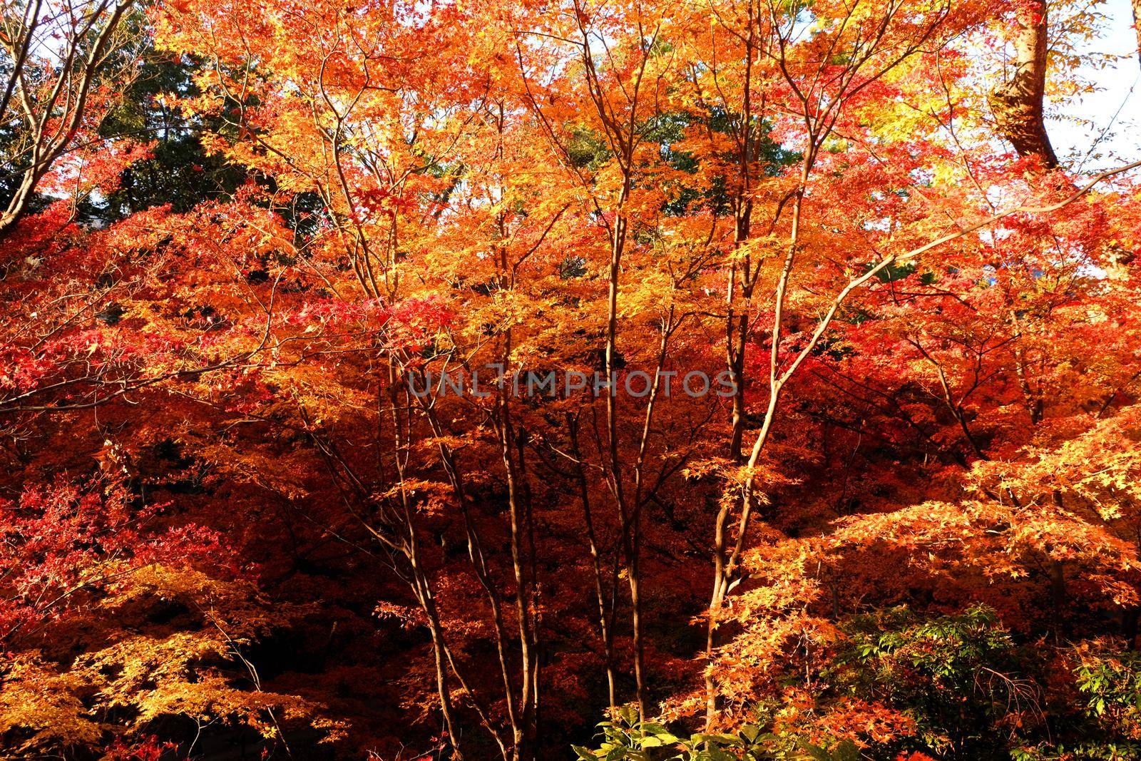 colorful public park in japan