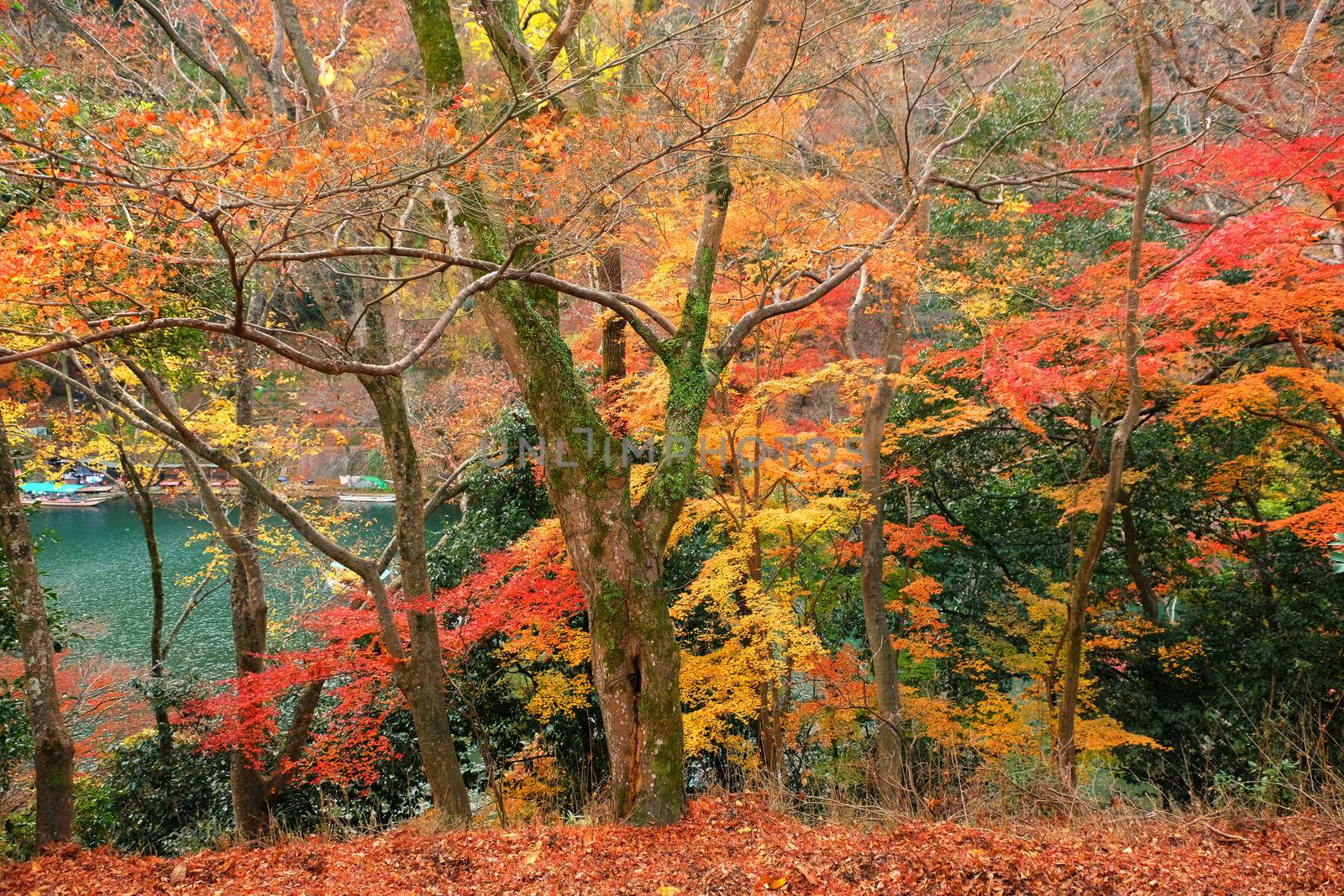 colorful tree leaf festival in japan