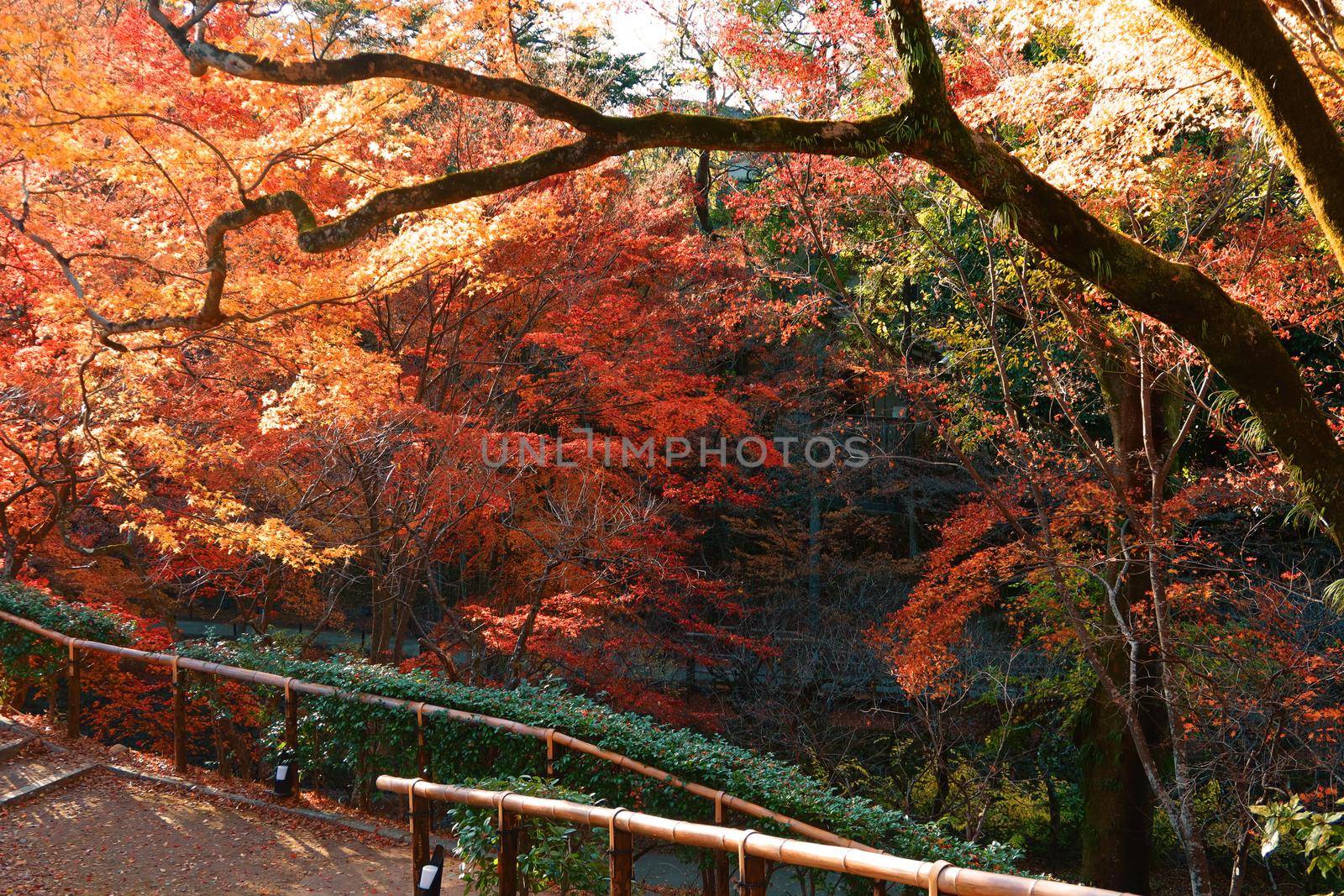 colorful public park in japan by baworn47